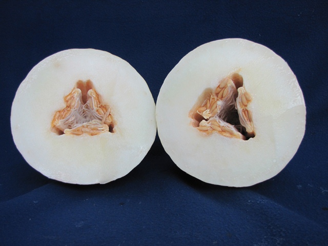 White Rind melon type 56-425 p3